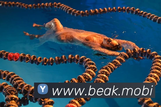 开云手机入口登录官网平台生态图